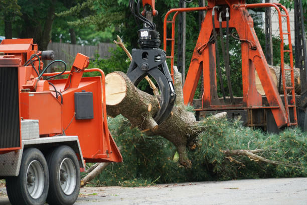 Tree Health Inspection in Garden City, GA